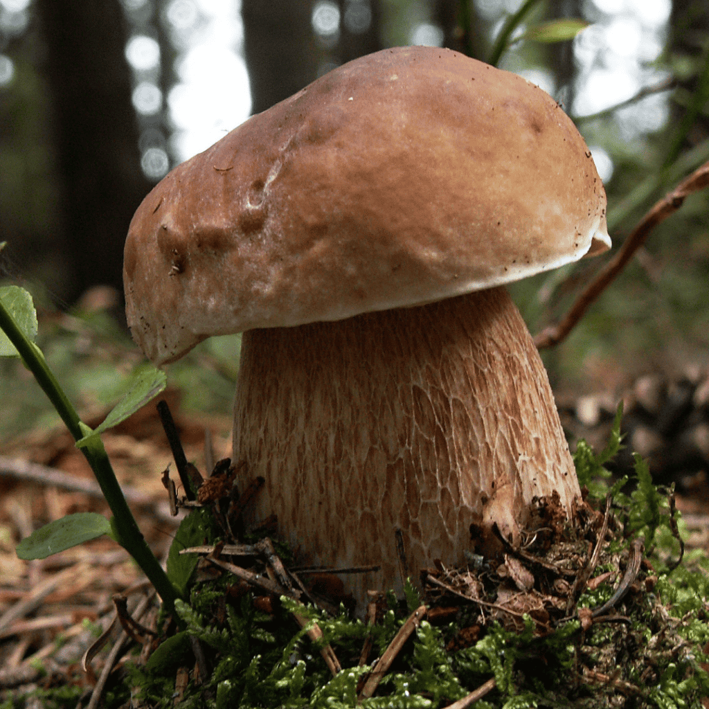 Recolección de setas y boletus en Almazán